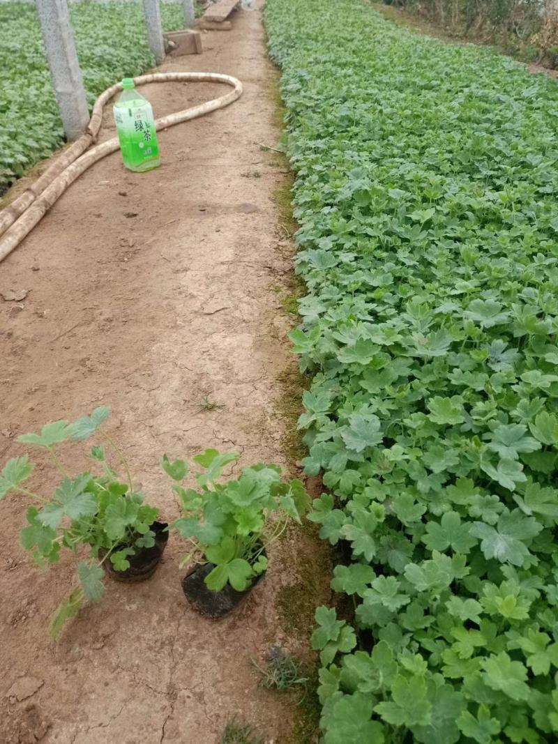 大花飞燕草，飞燕草基地一手货源，常年销售各种绿化苗木