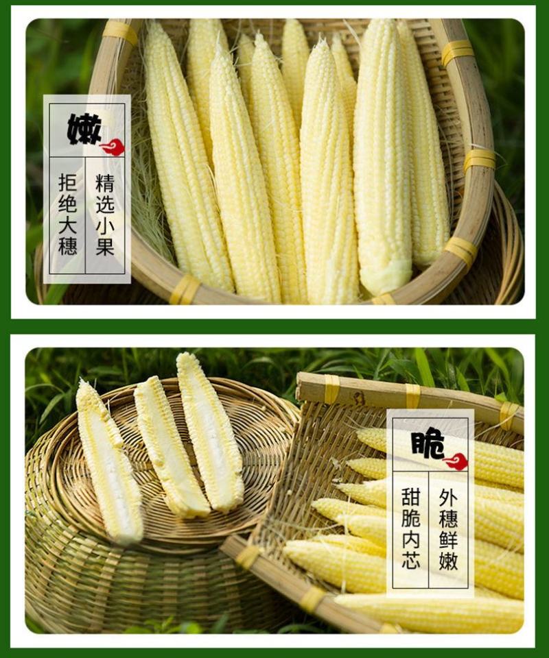 甜玉米笋新鲜水果嫩玉米芯蔬菜罗汉笋粗粮批发包邮。