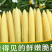 甜玉米笋新鲜水果嫩玉米芯蔬菜罗汉笋粗粮批发包邮。