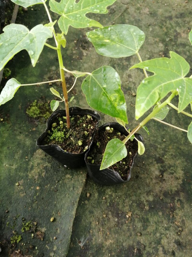 大青红肉牛奶木瓜苗营养土杯