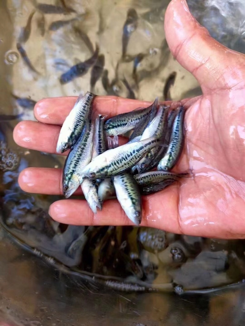 【广州鲈鱼苗】加洲鲈鱼苗已驯化好吃料欢迎大家选购