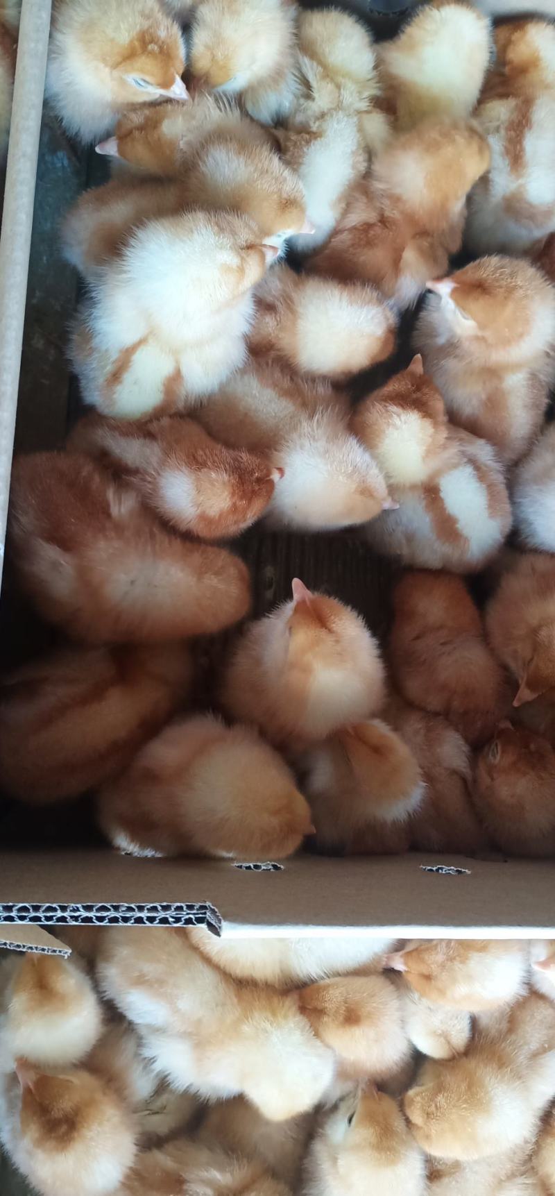 鸡苗脱温蛋鸡苗海兰褐蛋鸡苗诚信经营质量保证