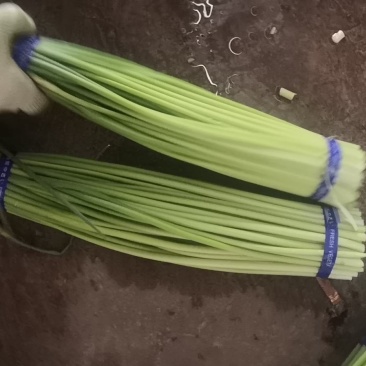 山东金乡精品蒜苔，精品加工，一斤一把，各种包装，电商平台