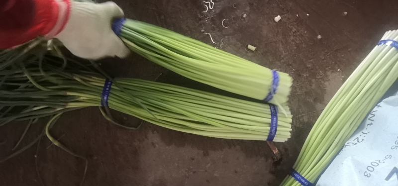 山东金乡精品蒜苔，精品加工，一斤一把，各种包装，电商平台