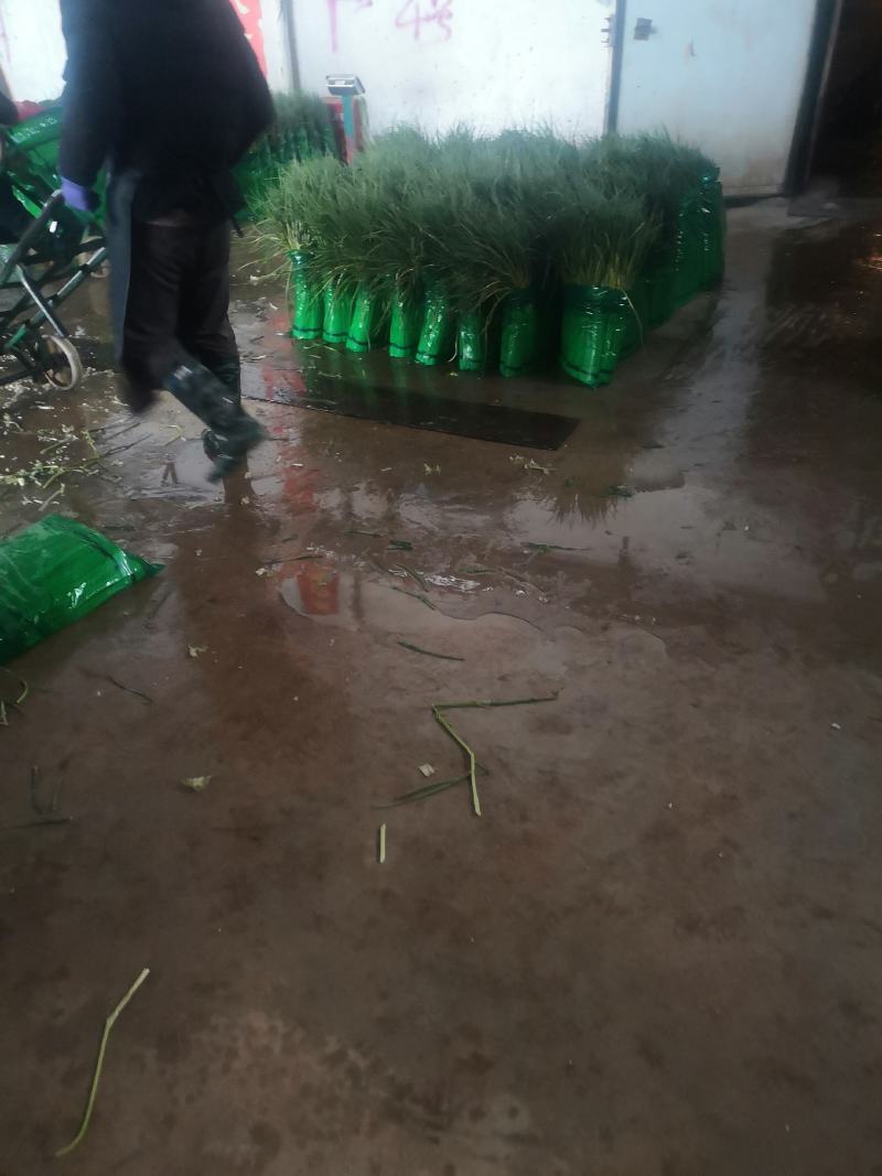 山东金乡精品蒜苔，精品加工，一斤一把，各种包装，电商平台