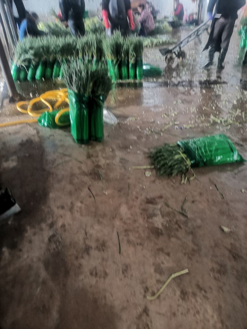 山东金乡精品蒜苔，精品加工，一斤一把，各种包装，电商平台
