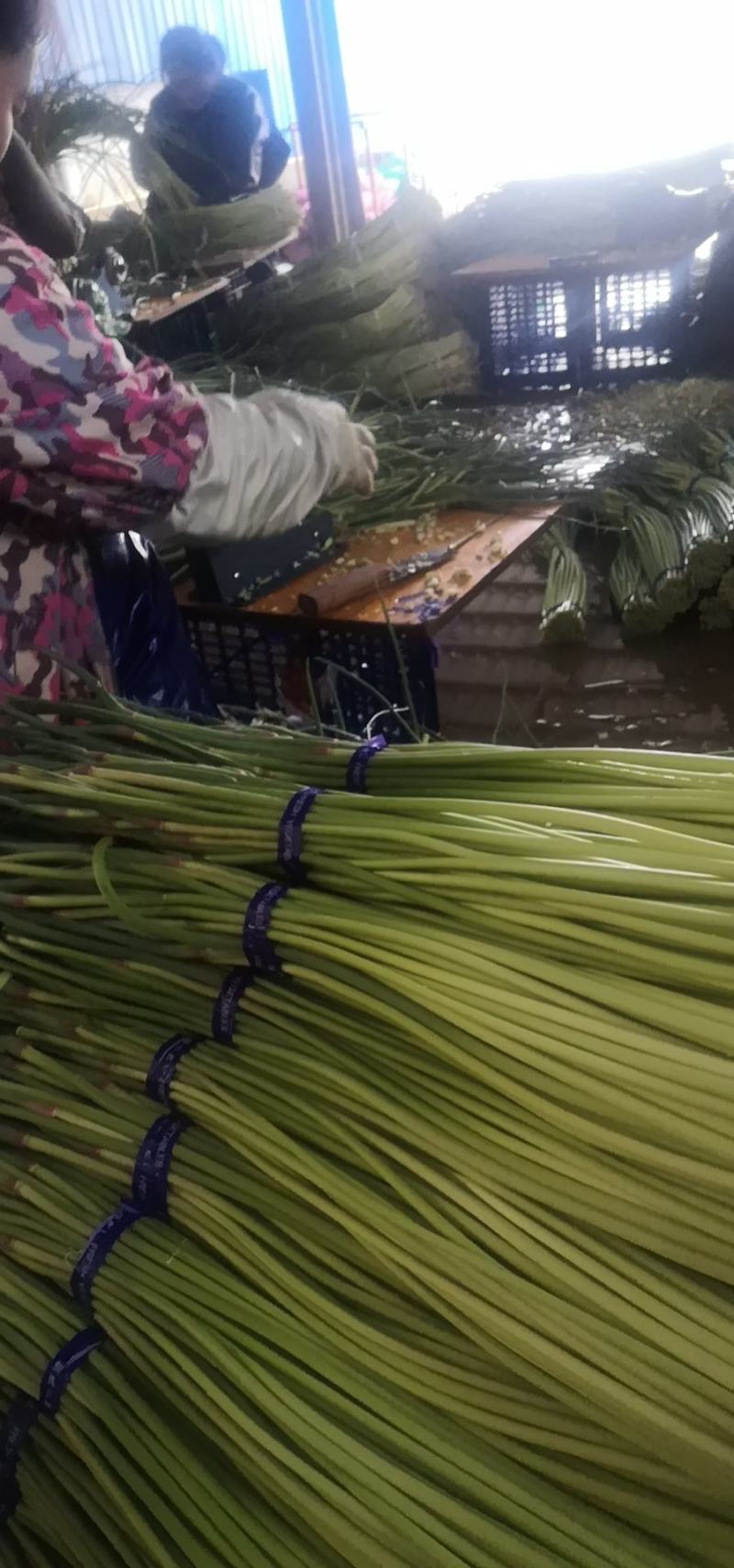山东金乡精品蒜苔，精品加工，一斤一把，各种包装，电商平台