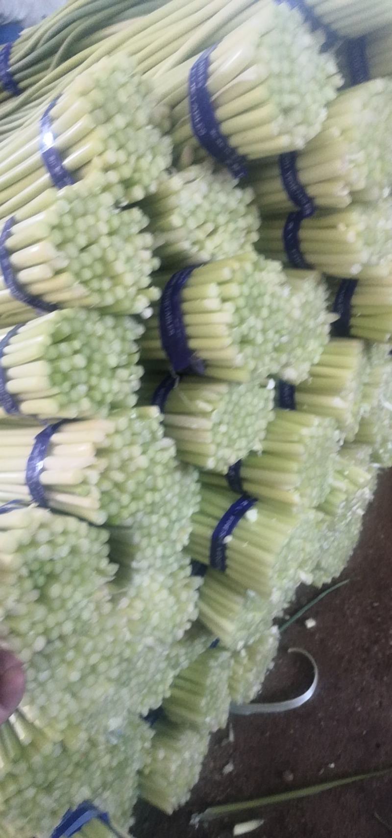 山东金乡精品蒜苔，精品加工，一斤一把，各种包装，电商平台