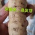 优质瓜蒌种苗品种优.出芽高.易栽培、包技术.包回收