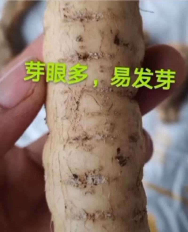 优质瓜蒌种苗品种优.出芽高.易栽培、包技术.包回收