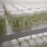 优质瓜蒌种苗品种优.出芽高.易栽培、包技术.包回收