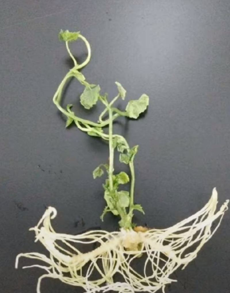 优质瓜蒌种苗品种优.出芽高.易栽培、包技术.包回收