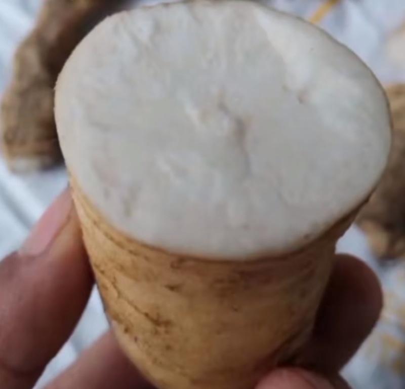优质瓜蒌种苗品种优.出芽高.易栽培、包技术.包回收