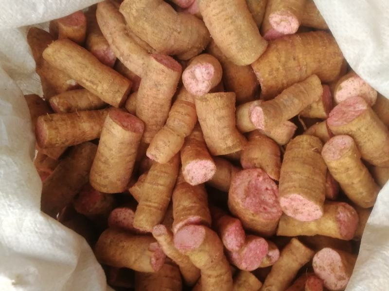 优质瓜蒌种苗品种优.出芽高.易栽培、包技术.包回收
