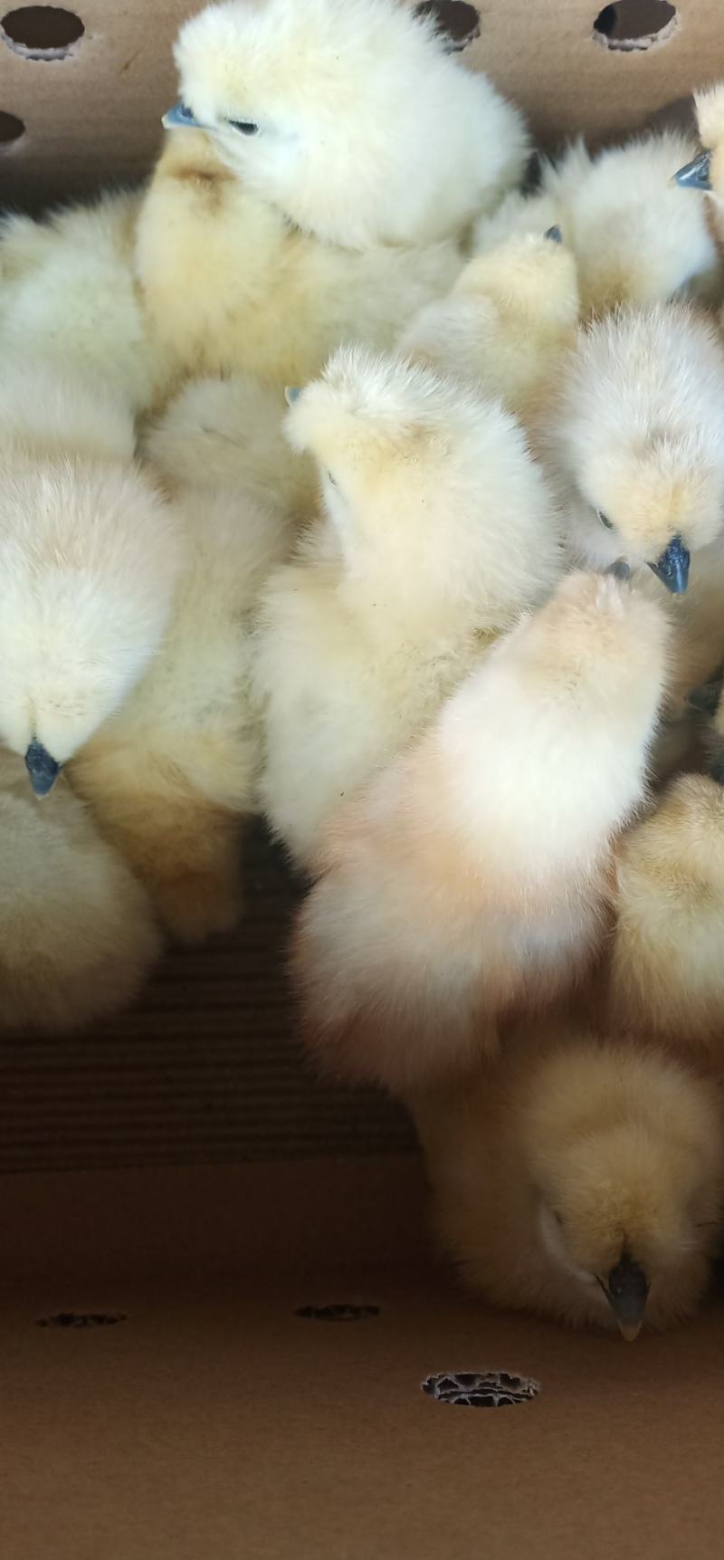 乌鸡苗竹丝鸡苗出壳苗诚信经营质量保证