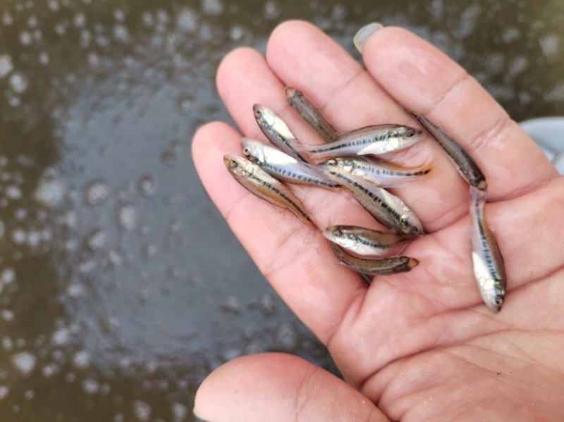 【广州鲈鱼苗】加洲鲈鱼苗已驯化好吃料欢迎大家选购