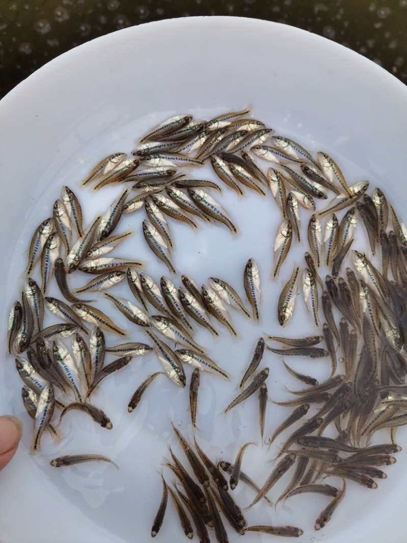 【广州鲈鱼苗】加洲鲈鱼苗已驯化好吃料欢迎大家选购