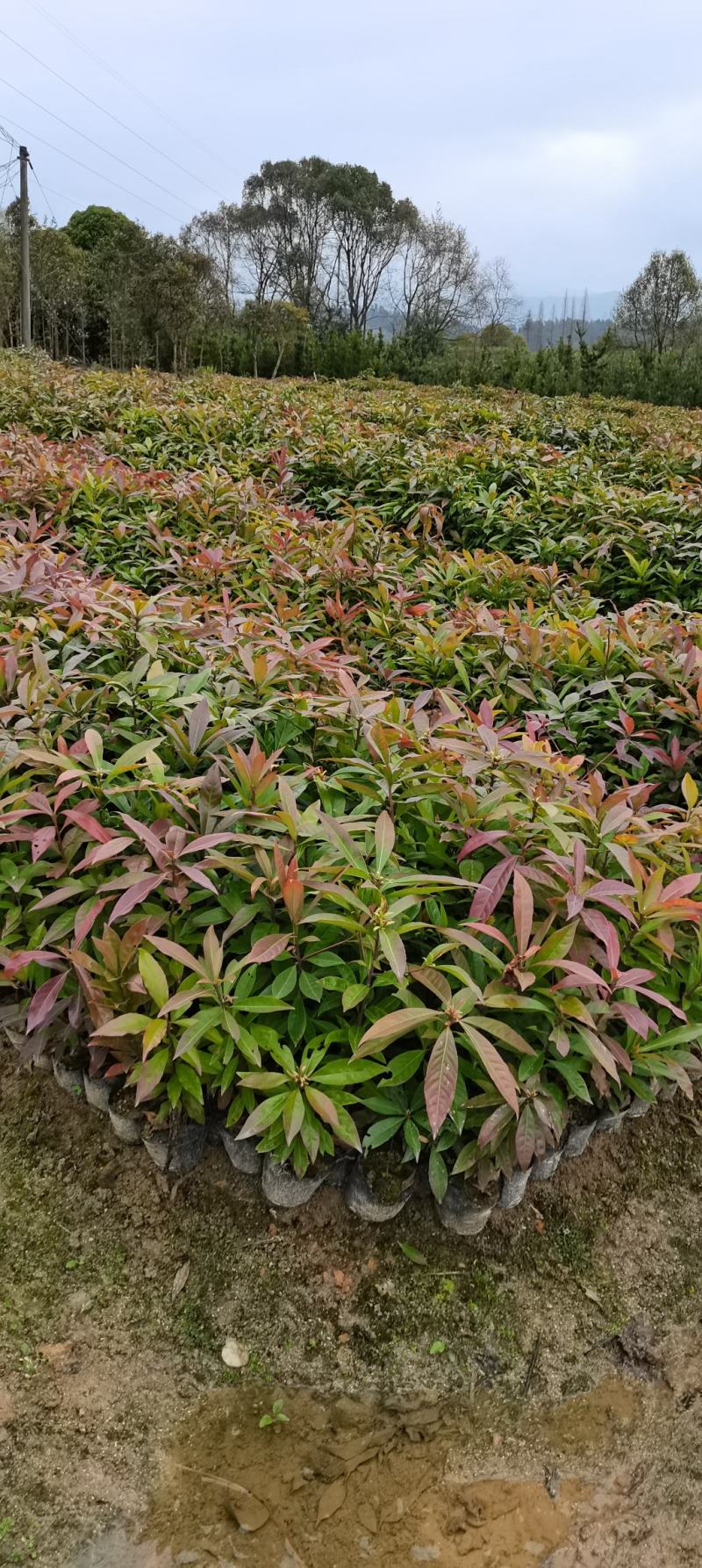 木荷杯苗裸根苗，1-3公分木荷海量供应，现货批发