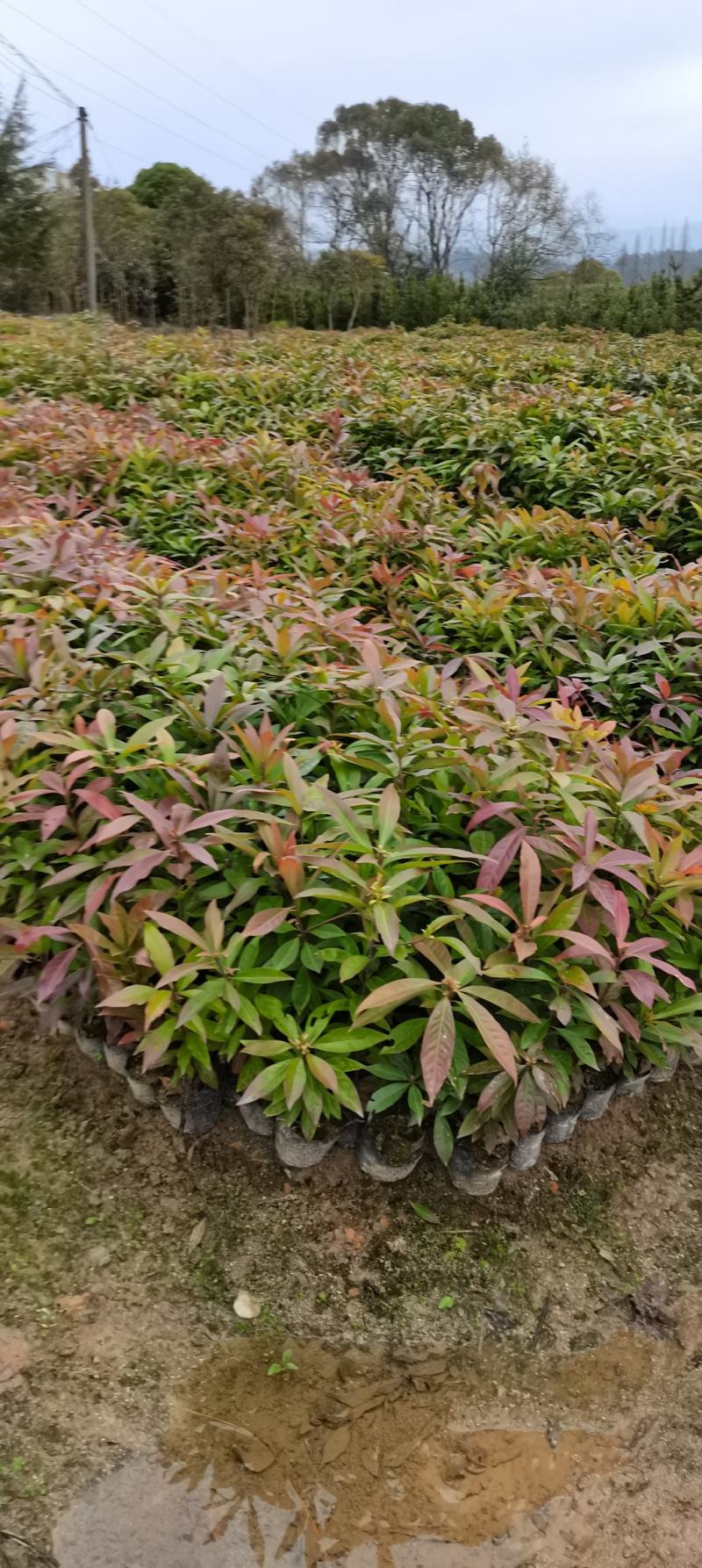 木荷杯苗裸根苗，1-3公分木荷海量供应，现货批发