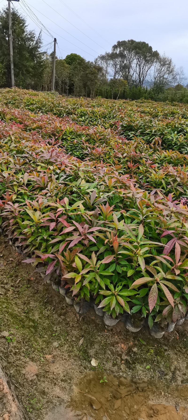 木荷杯苗裸根苗，1-3公分木荷海量供应，现货批发
