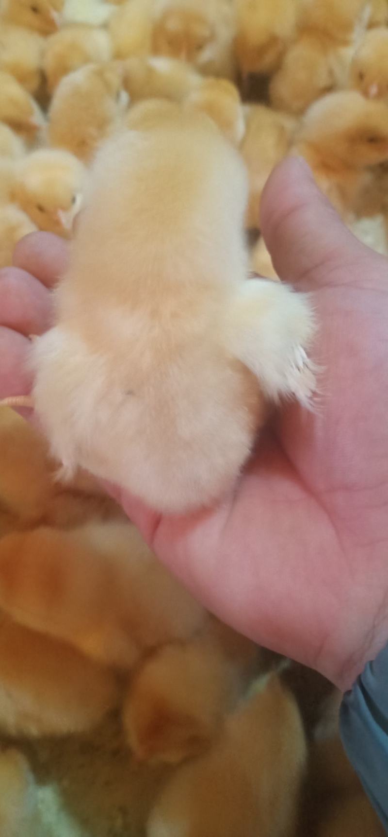 鸡苗出壳苗三黄鸡苗诚信经营质量保证