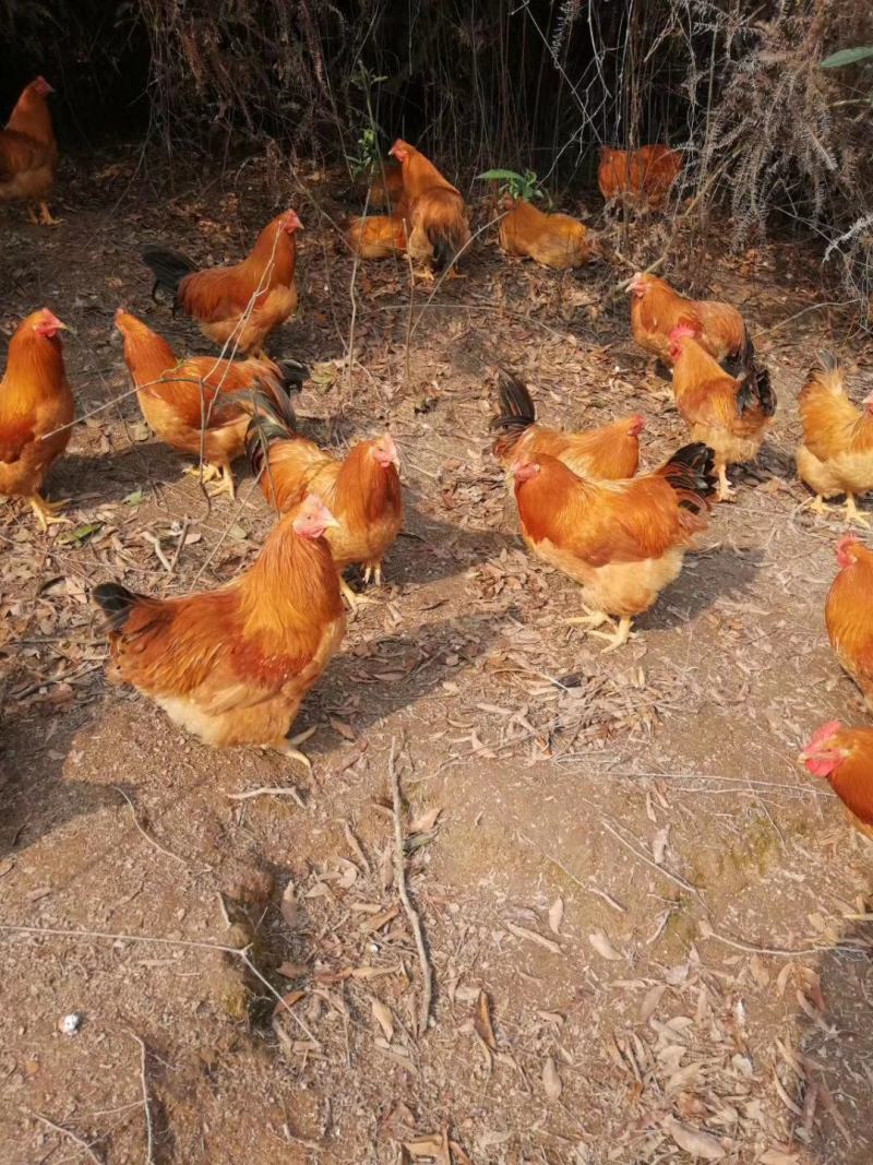 鸡苗出壳苗三黄鸡苗诚信经营质量保证