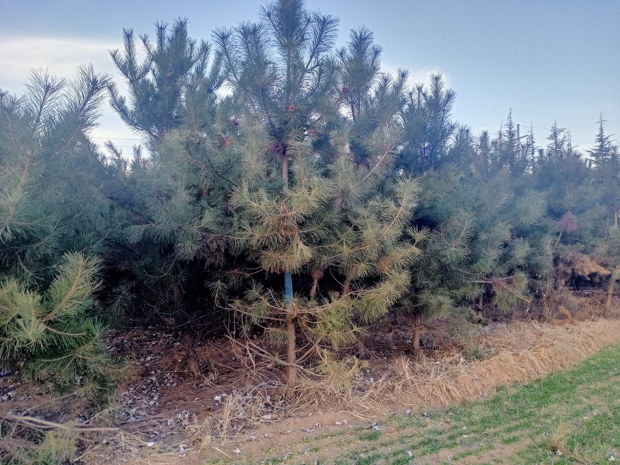 一张清晰打印的油松二元立木材积表,表格列有胸径(cm)从10到40的递增序列,行表示树高(m)从8到20的变化,每个交叉格内标注材积值(单位:m³),保留四位小数;表格上方注明‘适用于华北山地油松人工林’,右下角有编制单位和年份 油松立木蓄积表示例图表展示