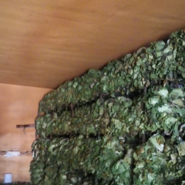 陕西泾阳白菜批发出售