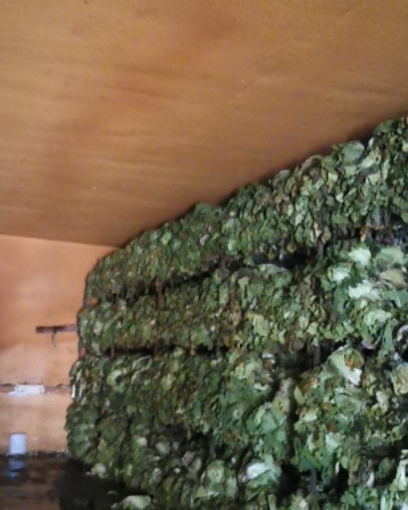 陕西泾阳白菜批发出售