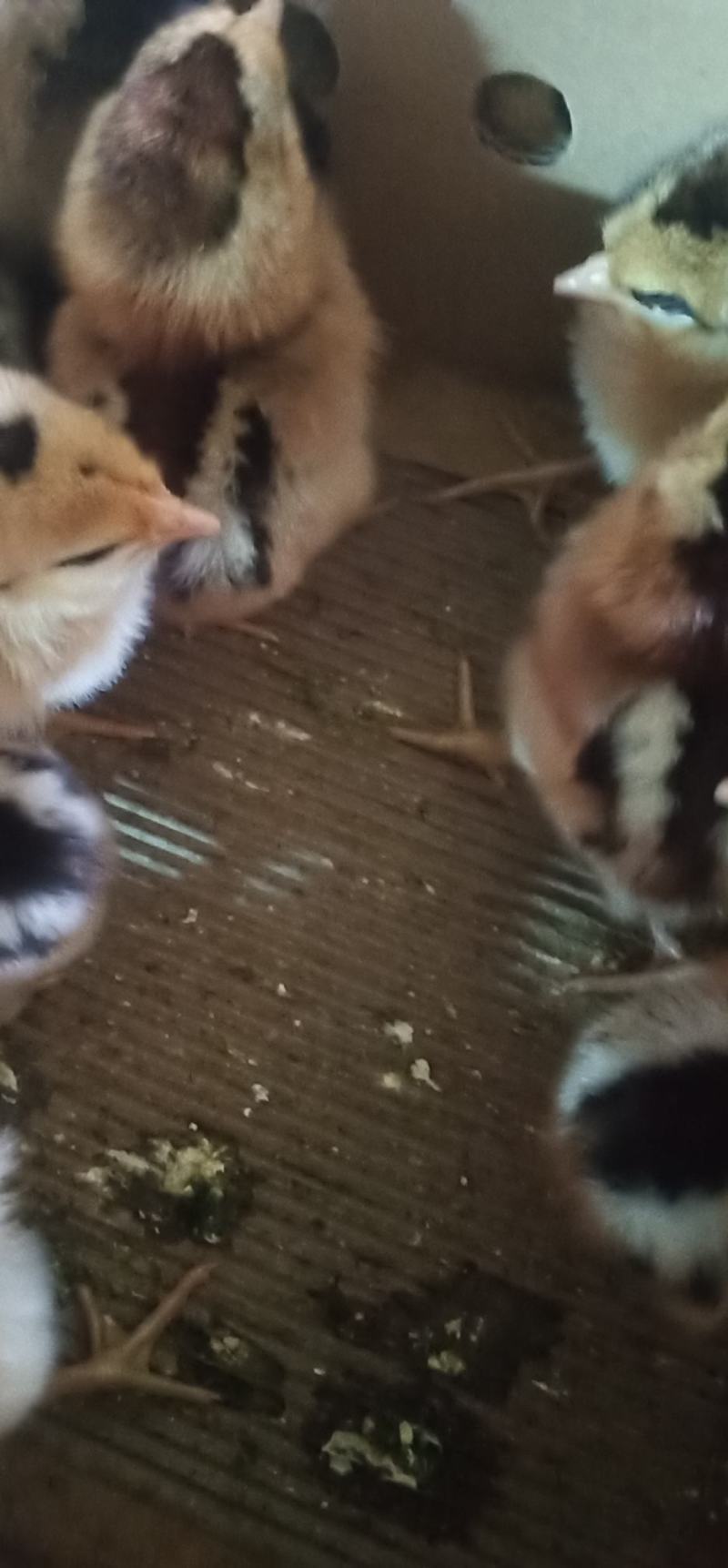 鸡苗出壳苗红瑶黑瑶鸡苗诚信经营质量保证