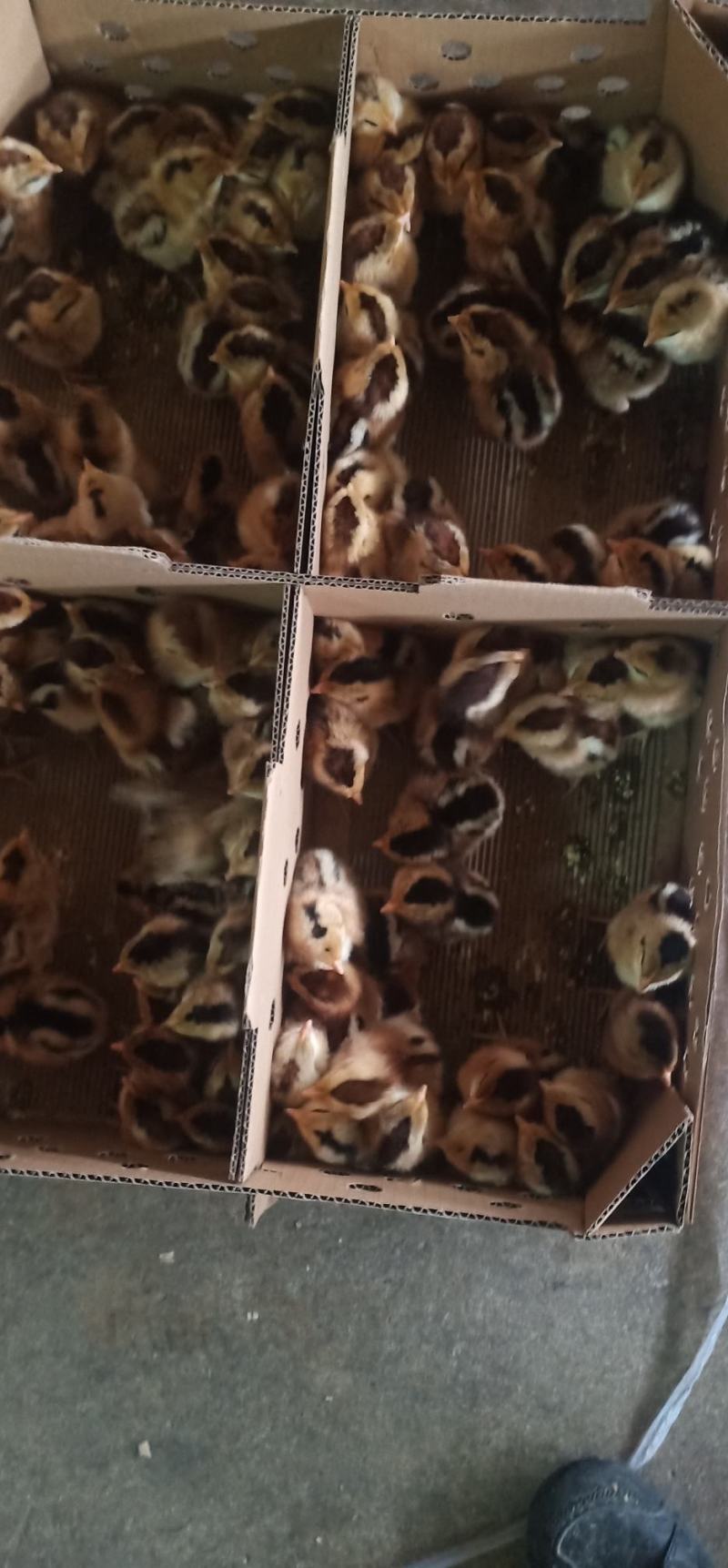 鸡苗出壳苗红瑶黑瑶鸡苗诚信经营质量保证