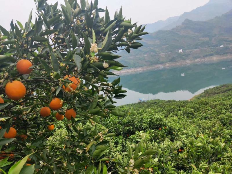 秭归伦晚春橙，口感甜蜜细腻