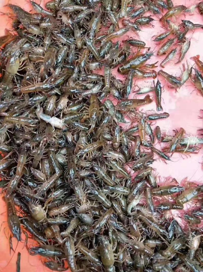 湖苗稻虾精养小龙虾苗幼苗青红虾技术指导冷藏车送货上门