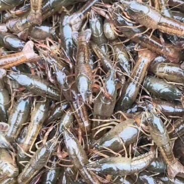 湖苗稻虾精养小龙虾苗幼苗青红虾技术指导冷藏车送货上门