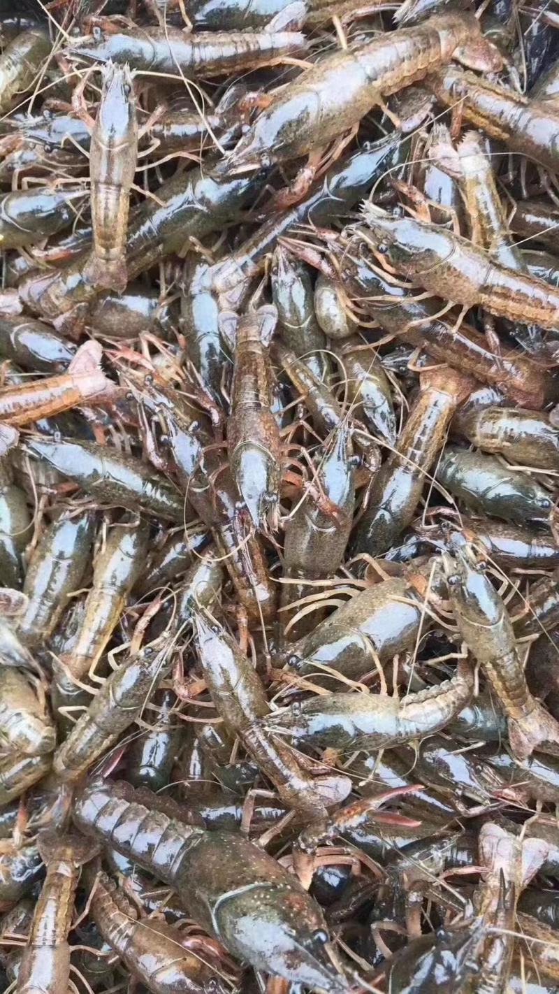 湖苗稻虾精养小龙虾苗幼苗青红虾技术指导冷藏车送货上门