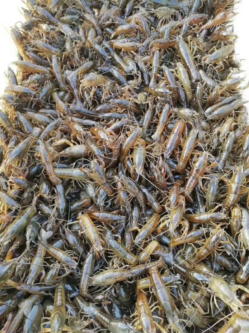湖苗稻虾精养小龙虾苗幼苗青红虾技术指导冷藏车送货上门