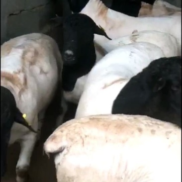 杜泊羊羊羔杜波大量出售包运输包技术