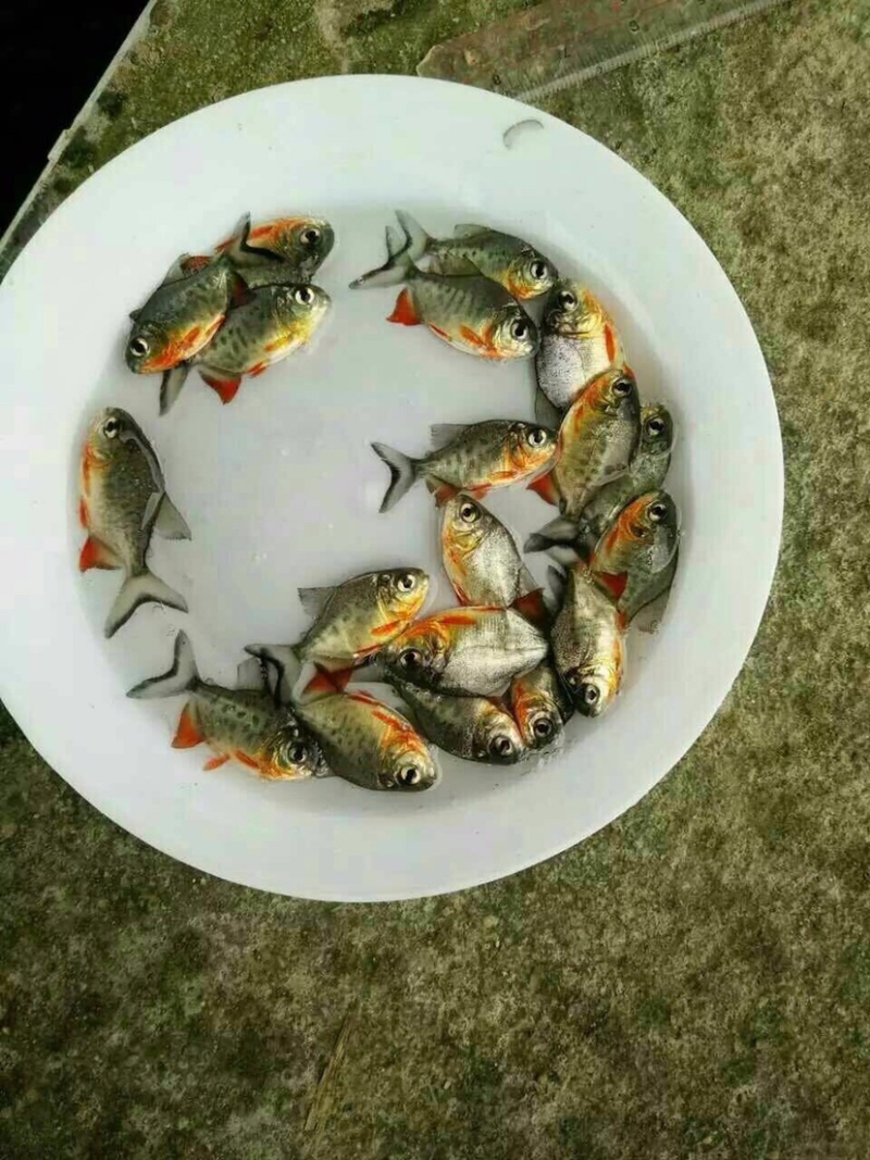 各种规格优质淡水白鲳鱼苗生长速度快抗病能力强