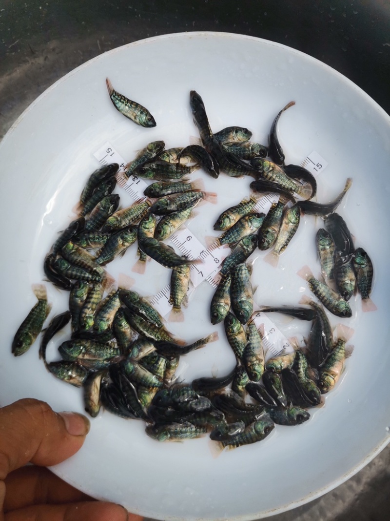罗非鱼苗海南一号罗非鱼苗脆肉罗非鱼苗效益好