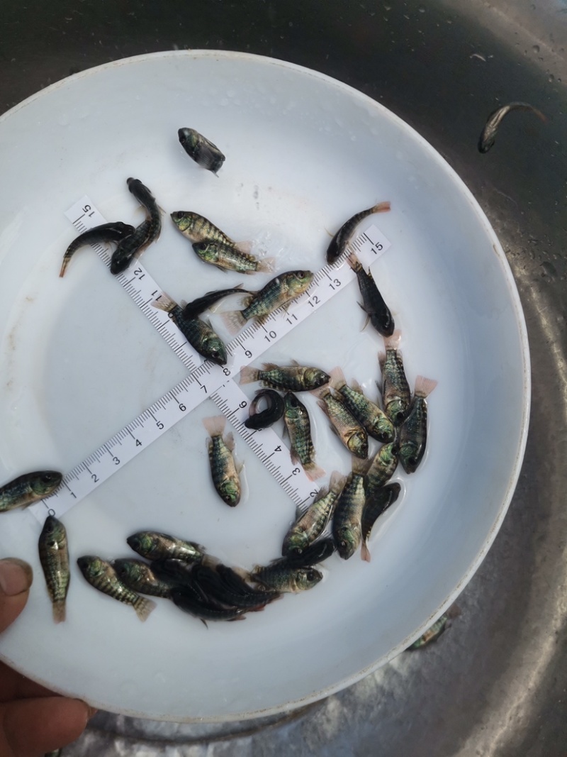 罗非鱼苗海南一号罗非鱼苗脆肉罗非鱼苗效益好