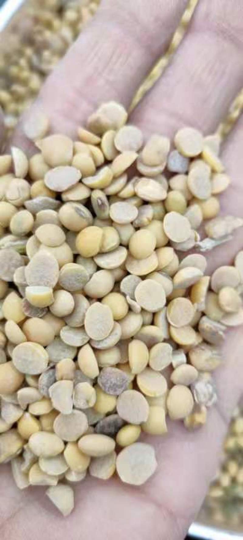豆瓣干净蛋白好颜色好看价格低廉