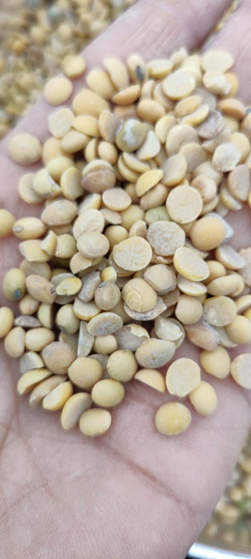 豆瓣干净蛋白好颜色好看价格低廉