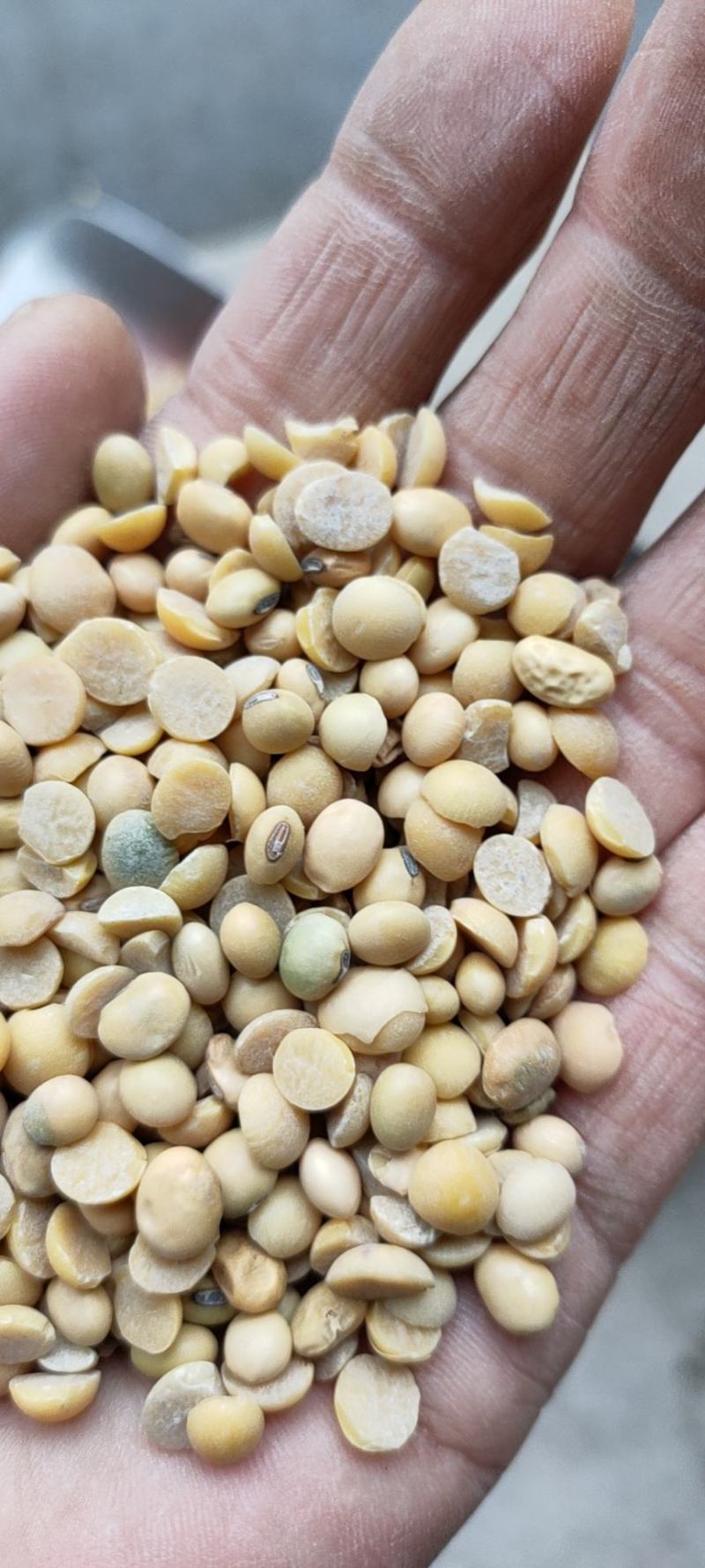 豆瓣干净蛋白好颜色好看价格低廉