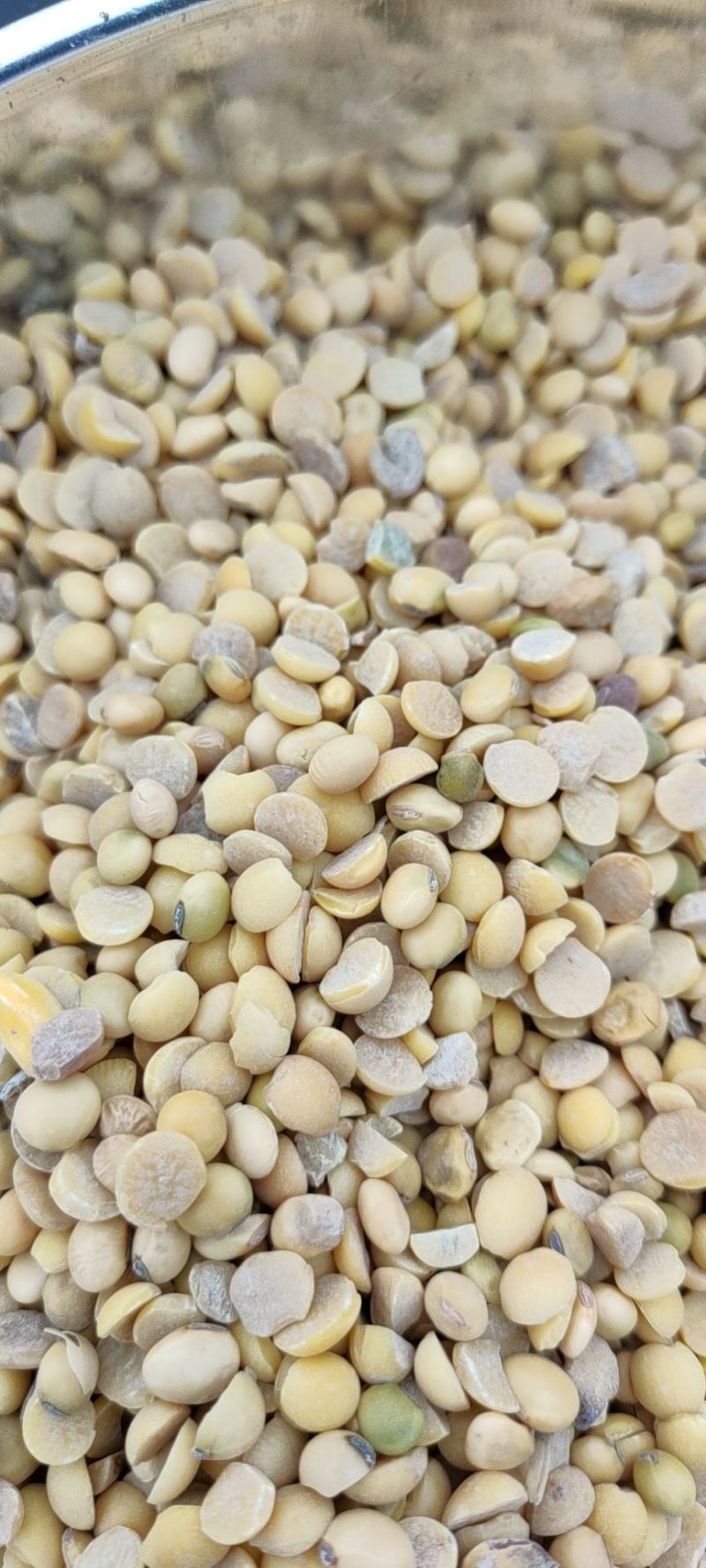 豆瓣干净蛋白好颜色好看价格低廉