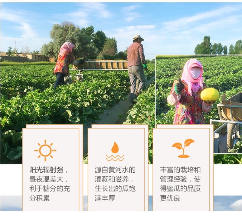 陕西黄河蜜瓜哈密瓜黄金瓜3/5/10斤整箱包邮一件代发