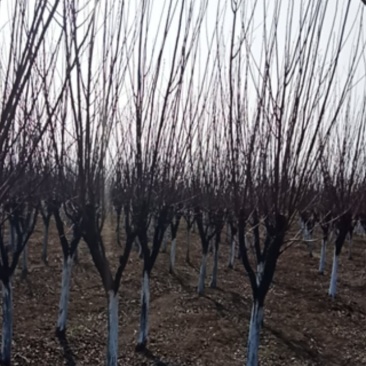 紫叶李红叶李速生紫叶李苗红叶李苗基地供货
