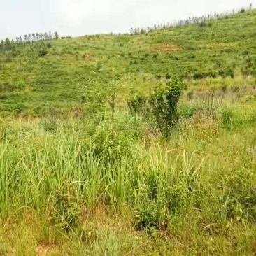 清远阳山县荒地，可批准做光伏，荒山坡度30一50度，路通