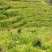 清远阳山县荒地，可批准做光伏，荒山坡度30一50度，路通