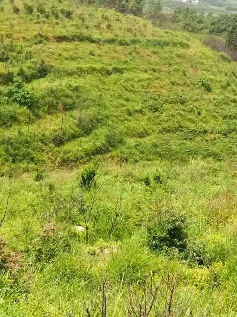 清远阳山县荒地，可批准做光伏，荒山坡度30一50度，路通