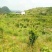 清远阳山县荒地，可批准做光伏，荒山坡度30一50度，路通